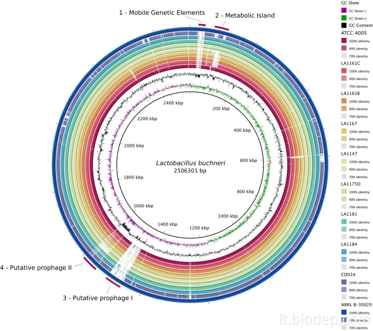 lactobacillus buchneri